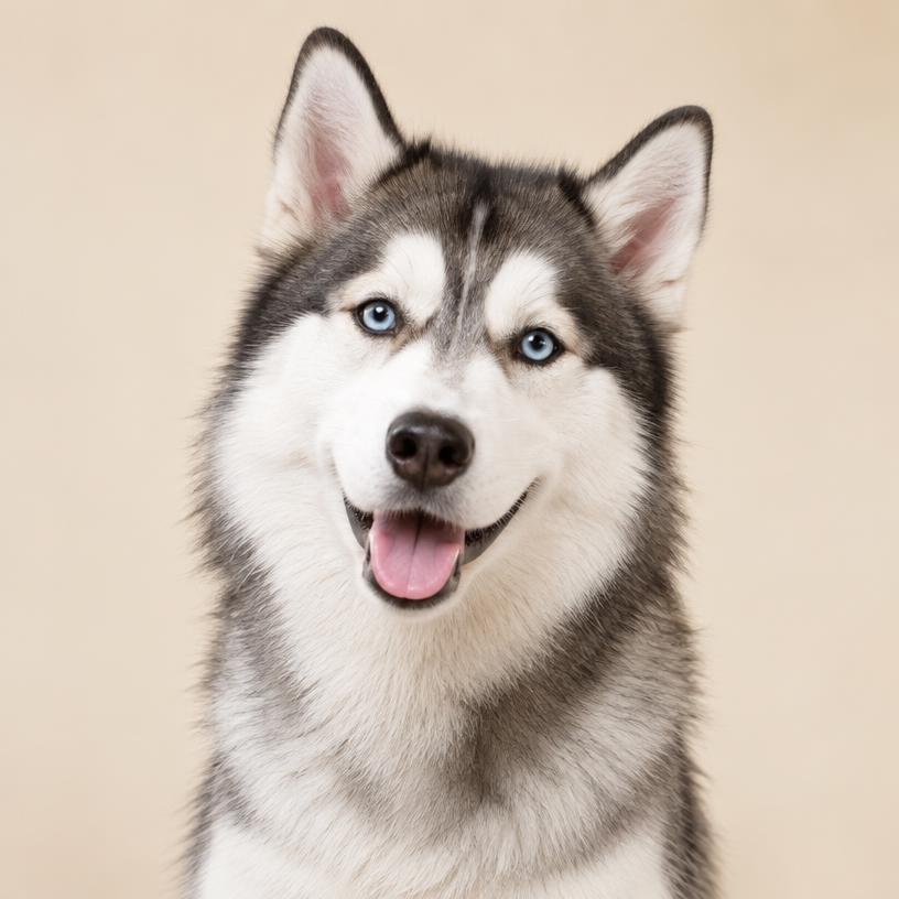 De-shedding dog